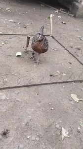 12K views · 258 reactions | Sa tutorial lang natuto gumawa ng ceay ang ating ka hunter na si TATTAO JOHN. #tutorial #flex #fblifestyle #ceaytrap #juanlagalag | Juan Lagalag | Facebook