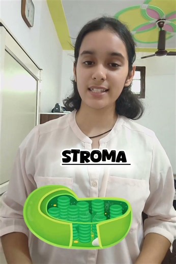 🌿 Where Does a Plant Store Its Food? 🤯🍬 #Chloroplast#Stroma#updatedncert#class9biology#cell#VIParmy👻