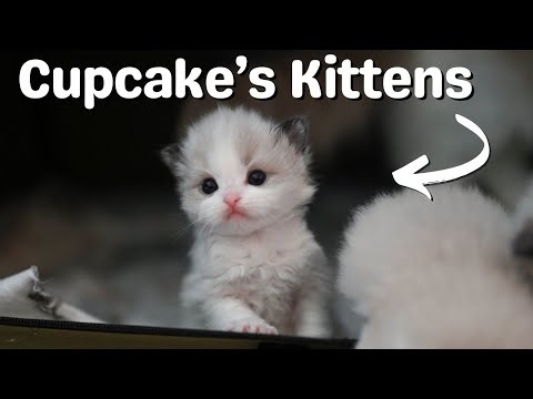 Mother Ragdoll Cat with Kittens Growing Up | Cute Meows