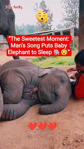 “The Sweetest Moment: Man’s Song Puts Baby Elephant to Sleep 🐘😴” #humanity #love #kindness