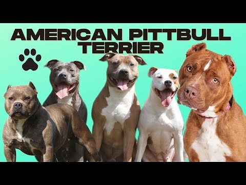 American Pit bull Terrier - Top 10 Facts About the American Pitbull Terrier