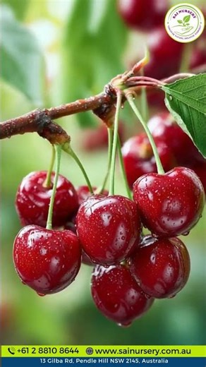 Grow Royal Crimson Cherry at Home 🍒 Easy, Sweet & Perfect for Small Gardens