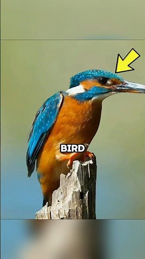 How a Bird Fixed Japan's Bullet Trains