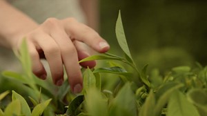 Ein Knopfdruck genügt, und die SPECIAL.T-Teemaschine erkennt jede Teesorte und bereitet sie perfekt zu, auf das Grad und die Sekunde genau. #MySpecialT [http://po.st/wBlfoJ] | SPECIAL.T by Nestlé