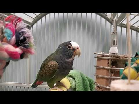 Ruthie White capped Pionus