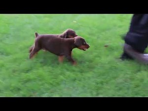 Doberman Pinscher Puppies For Sale