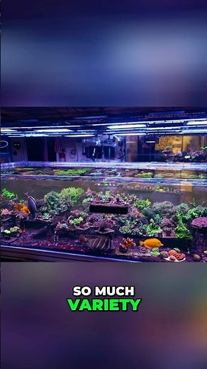 350 gallon tank from Reef Nation