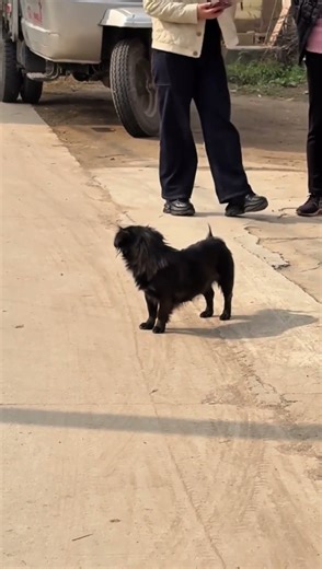 Dog's growling prank in episode 2 #shorts