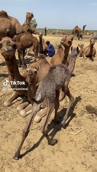 camelsanimal on TikTok