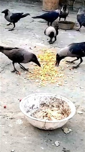 Crows Strange Sounds#shorts#birds