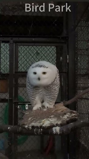 Snowy Owl\\雪鸮