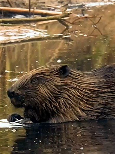 Are beavers aggressive animals? Are beavers aggressive? Generally, no. They are shy creatures that prefer to flee or slap their tails as a warning. However, they can become defensive if they feel cornered or are protecting their kits. Always observe these powerful builders from a distance to stay safe and respectful. #ripplepetaquamation #aquamation #petaquamation #Westernaustralia #perth #australia #ecofriendly #Pets #PetsLove #petlover #petlovers #Beavers #Wildlife #BeaverLife #WildAnimals #An