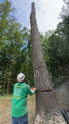 Jireh Tree Services Landscaping