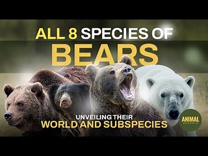 All 8 Species of Bears - Unveiling Their World and Subspecies