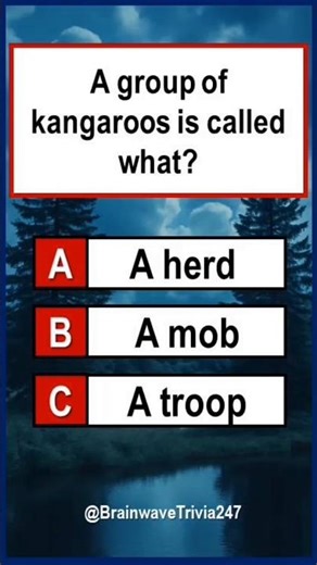 General Knowledge Quiz: #shorts #shortsfeed #quiz #gk