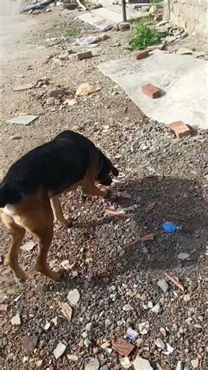 Mausam Tere khel #trending #petshub #funny #comedy #review #song #shorts #shortvideo #ipl