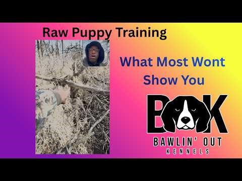 Young Beagle Pups Learning in the Woods (Real Time Training)