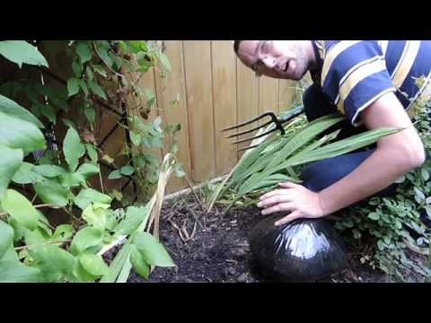 Gladiolus - Digging for Winter Storage