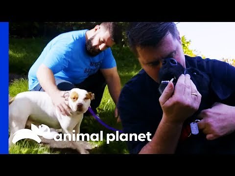 These Adorable Pups Are Ready To Go To Their Forever Homes | Pit Bulls & Parolees