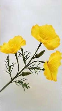 DIY Paper Crafts - California Poppy Flower Making With Paper - How To Make Flowers With Crepe Paper