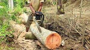 Expert Process of Cutting Coconut Logs into Building Blocks