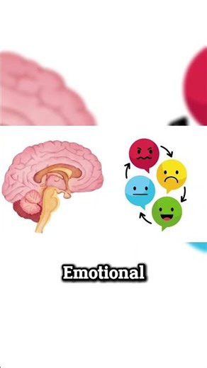 actually explained: Every Part of the Brain Explained Simply