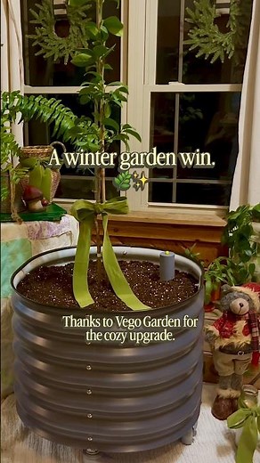 Growing a Meyer Lemon Indoors Made Easy🍋 | Vego Garden Self-Watering Rolling Planter