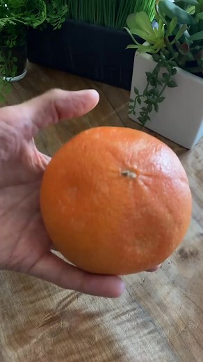 1.2K views | Why do grapefruits wear suntan lotion? Because they peel. What does a grapefruit tree drink? Root beer. Why did the grapefruit fail his driving test? It kept peeling out. Why did the man lose his job at the grapefruit juice factory? He couldn't concentrate! | Lennox Hanson | Facebook