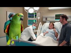 Hospital Explodes with Laughter! 🦜 Parrot Destroys the Silence in Labor Room!