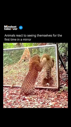 The mirror test checks if animals can recognize themselves, a sign of self-awareness. Only a few species have passed it—like great apes, dolphins, elephants, magpies, and even a type of fish called the cleaner wrasse. This suggests self-awareness has evolved across very different animal groups. (Via: Xavier Hubert-Brierre/YouTube) #animals #mirror #test #wholesome #animalslover | Mindsetakeover