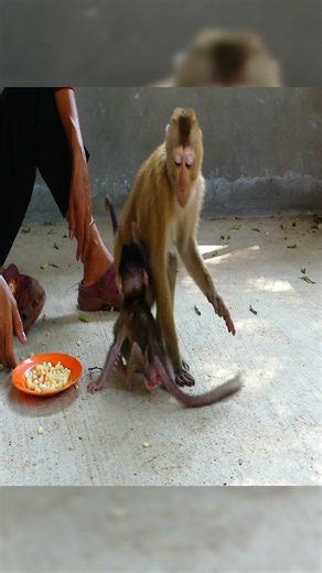 Mother Monkey Protects Her Tiny Baby 🐵❤️ | The Sweetest Mom & Baby Moment