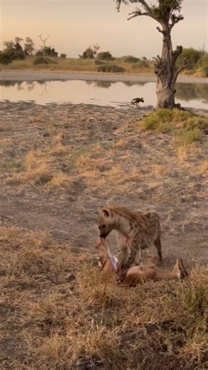 73K views · 486 reactions | Hyena Eating Alive Impala. These animals are so nasty. | Aj Kenya Safaris Ltd | Facebook