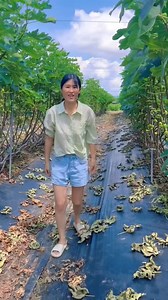 260K views · 1.3K reactions | Delicious & sweet ripe fig harvesting from Farm | Amazing Fresh fruits farming #farming #fruit #Amazing #viralvideoシ #farmer | Satyam creater | Facebook