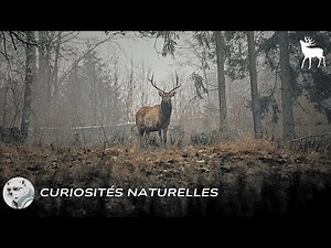 Incredible Facts about Deer 🦌