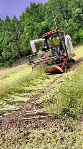 Hillside Harvest Combine in Action!