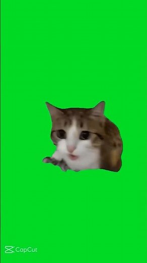 개귀여운 고양이 밈 모음🐱#고양이 #귀요미 #고먐미 #고앵이 #meow #meme #밈 #초코하임 #테토바라기