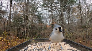 1.4K views · 235 reactions | Tufted Titmice, Black-capped Chickadees, White-breasted Nuthatch | Critter Cam | Facebook