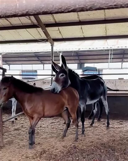 Horse and Donkey Breeding Tips: Basics for Beginners