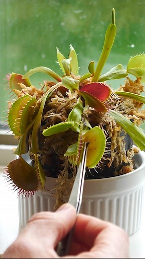 144K views · 682 reactions | Candy for carnivorous plants!  #reels #venusflytrap #plant #candy #fly #science | The Action Lab | Facebook