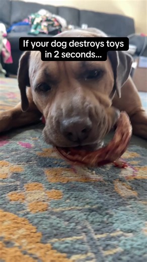 Discover Long-Lasting Bully Rings for Dogs