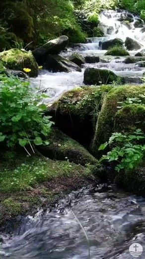Emerald Forest Stream Short 3 – Relaxing Forest Stream in 4K • Peaceful Emerald Waters