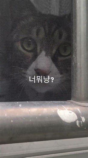두리두만일상 #고양이 #깜냥 #cat #크림냥 #고양이일상 #뚱뚱한 #cute #길냥이구조 #강아지 #냥춘기