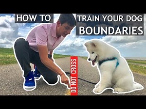 How To Start Teaching Your Dog Boundaries