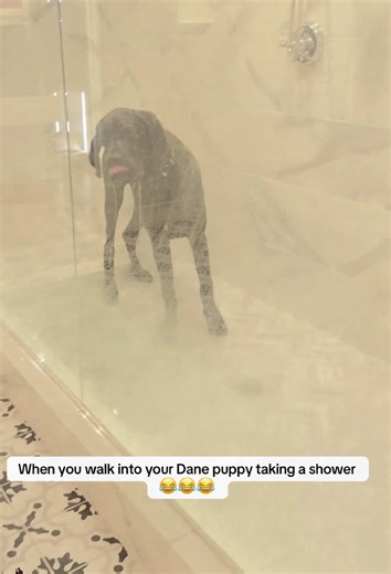 The Struggles of a Gentle Giant: Life with a Great Dane