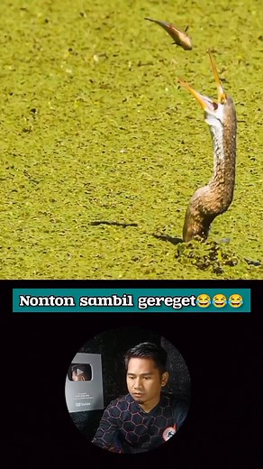 1.8M views · 3.1K reactions | Kira kira ikan nya dapet ga ya #mancing ##reaction #fishing | INFO SEPAK BOLA | Facebook