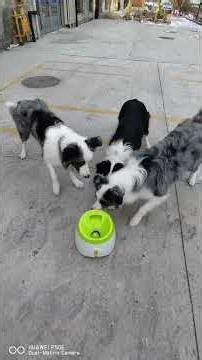 tennis ball launcher plays dogs