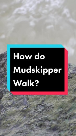 How do mudskipper walk? #explainlikeim5 #eli5 #edutok #funfacts #thexplainerco