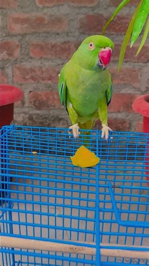 🦜 Funny Talking Parrot Moments 😂 | Cute Pet Bird Compilation