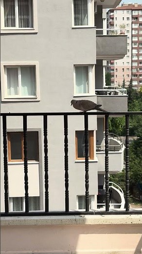 A Eurasian Collared Dove Cooing Loudly on the Balcony – Gu Guuk Guk!