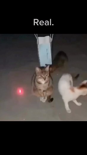 ʏᴀɢᴀᴍɪ ʟɪɢʜᴛ on Instagram: "Real ( had to repost ) . . The Porsche engineers knew exactly what their objective was: to make the new 911 GT2 RS the most powerful Porsche for the road. Objective achieved. The water-cooled six-cylinder bi-turbo Boxer engine with four-valve technology, variable turbine geometry (VTG) and VarioCam Plus delivers its power through the rear axle. From a displacement of 3,600 cm3, it generates an enormous 456 kW (620 hp) at an engine speed of 6,500 rpm. The maximum torqu